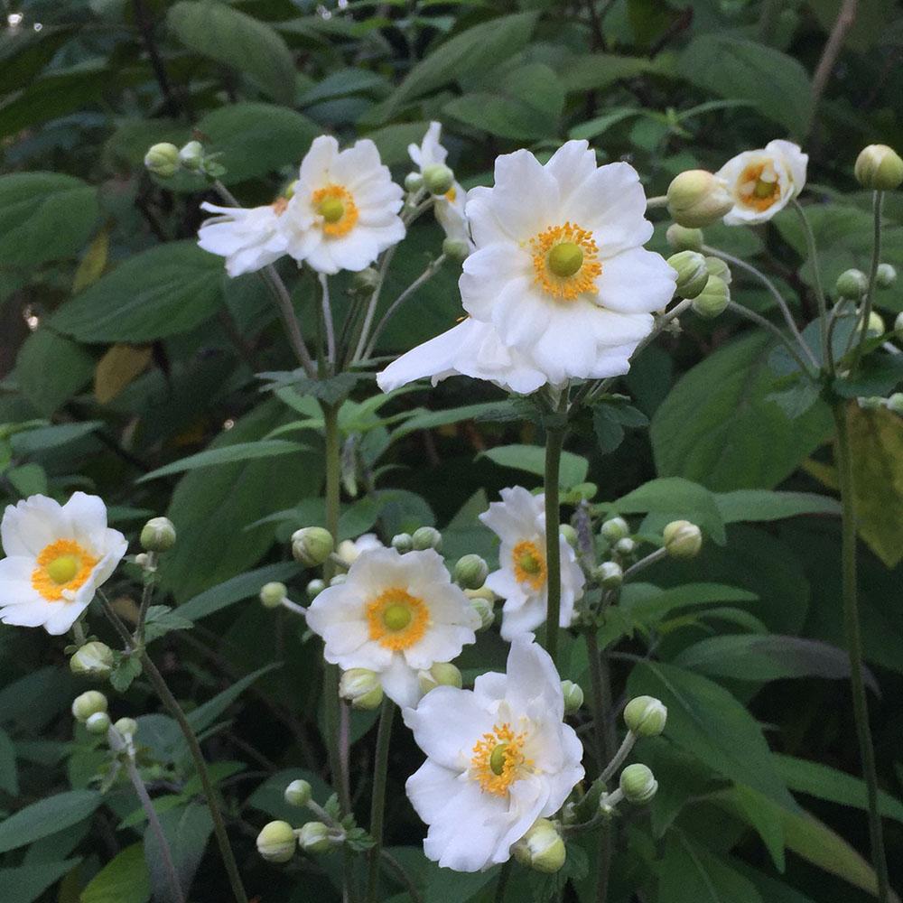 Anemone X Hybrida Honorine Jobert - View 14 from www redcrocus com