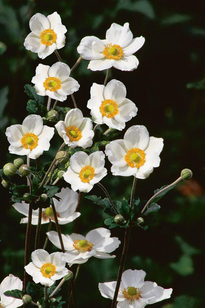 Anemone X Hybrida Honorine Jobert - View 16 from www redcrocus com