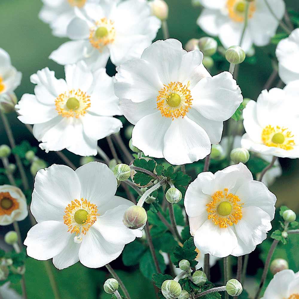 Anemone X Hybrida Honorine Jobert - View 17 from www redcrocus com