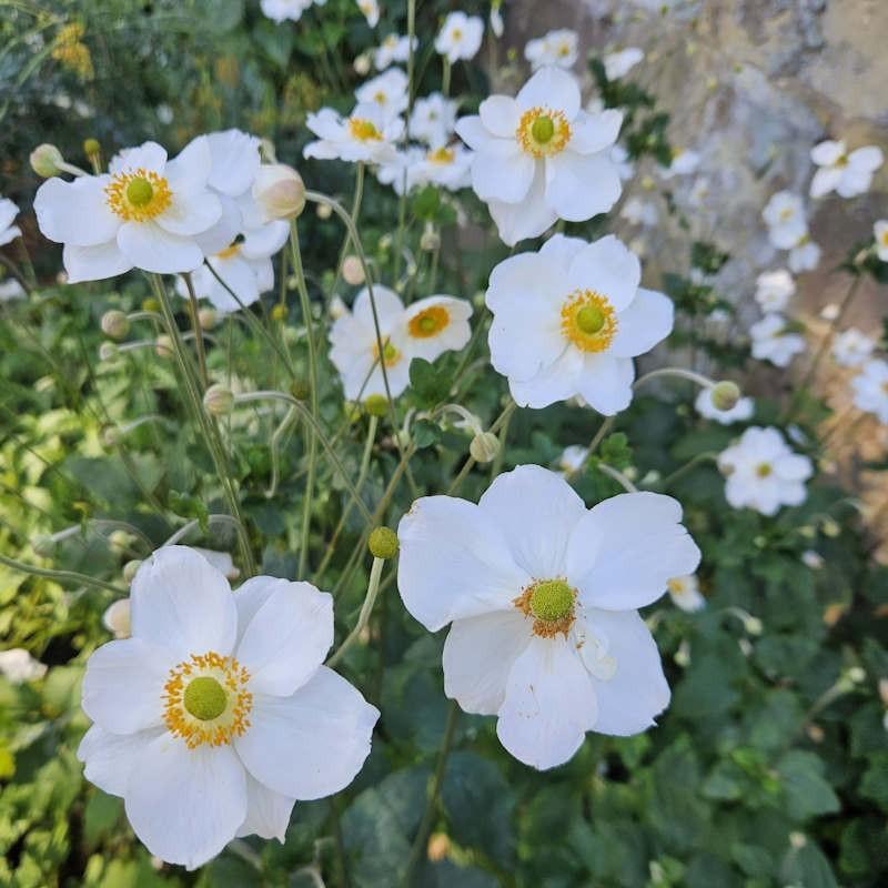 Anemone X Hybrida Honorine Jobert - View 18 from www redcrocus com