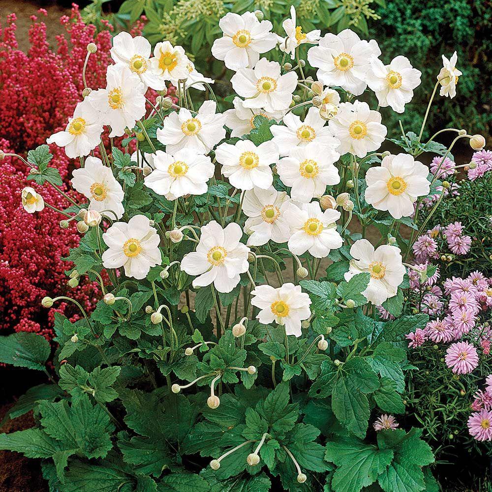 Anemone X Hybrida Honorine Jobert - View 19 from www redcrocus com