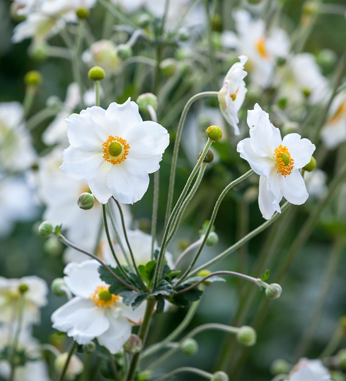 Anemone X Hybrida Honorine Jobert - View 2 from www redcrocus com