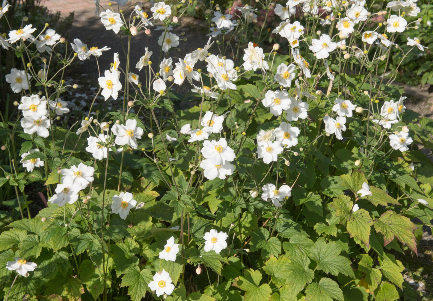 Anemone X Hybrida Honorine Jobert - View 4 from www redcrocus com