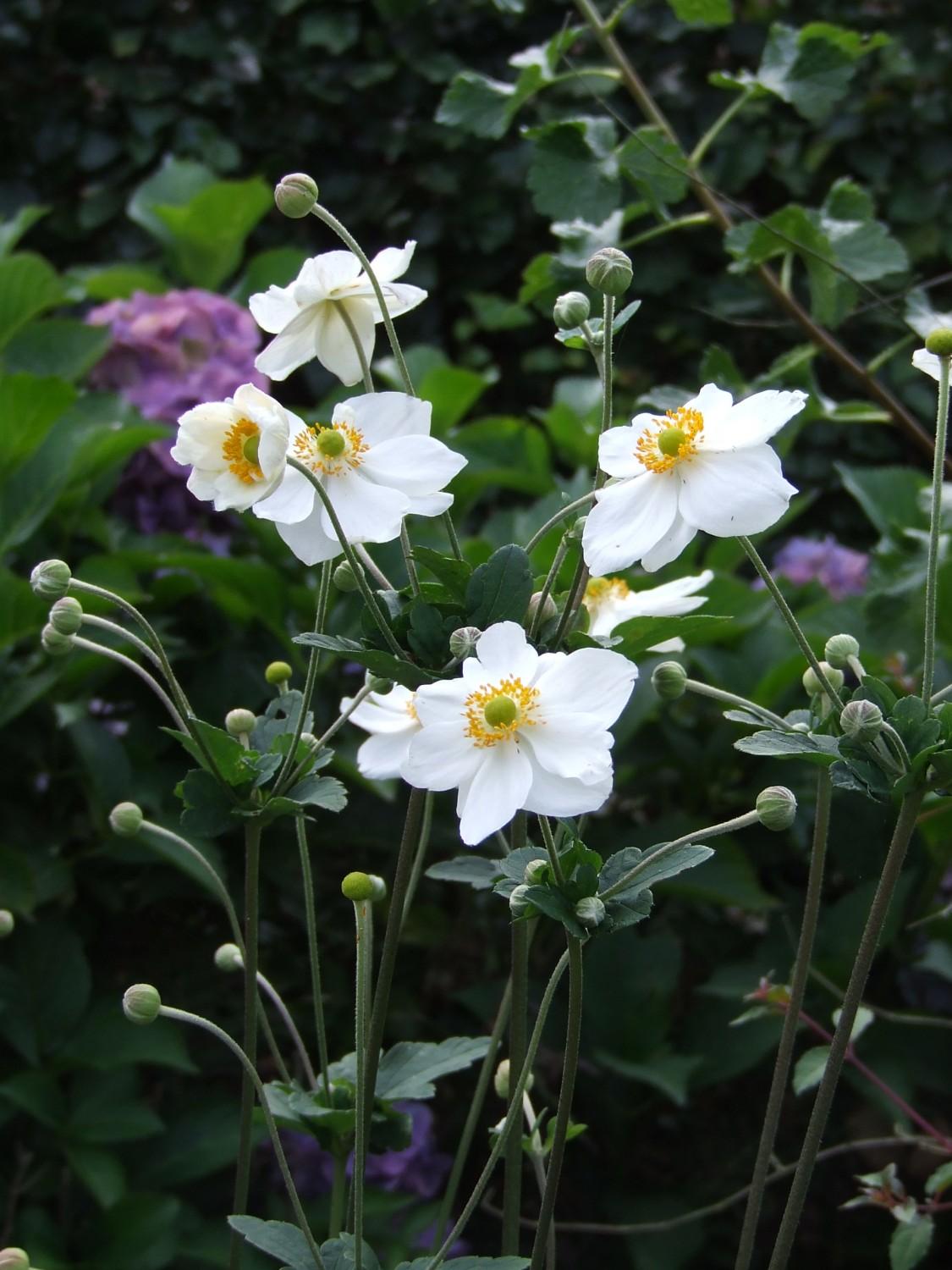 Anemone X Hybrida Honorine Jobert - View 5 from www redcrocus com