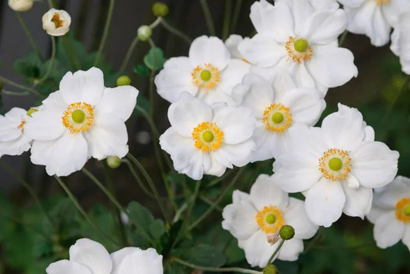 Anemone X Hybrida Honorine Jobert - View 8 from www redcrocus com