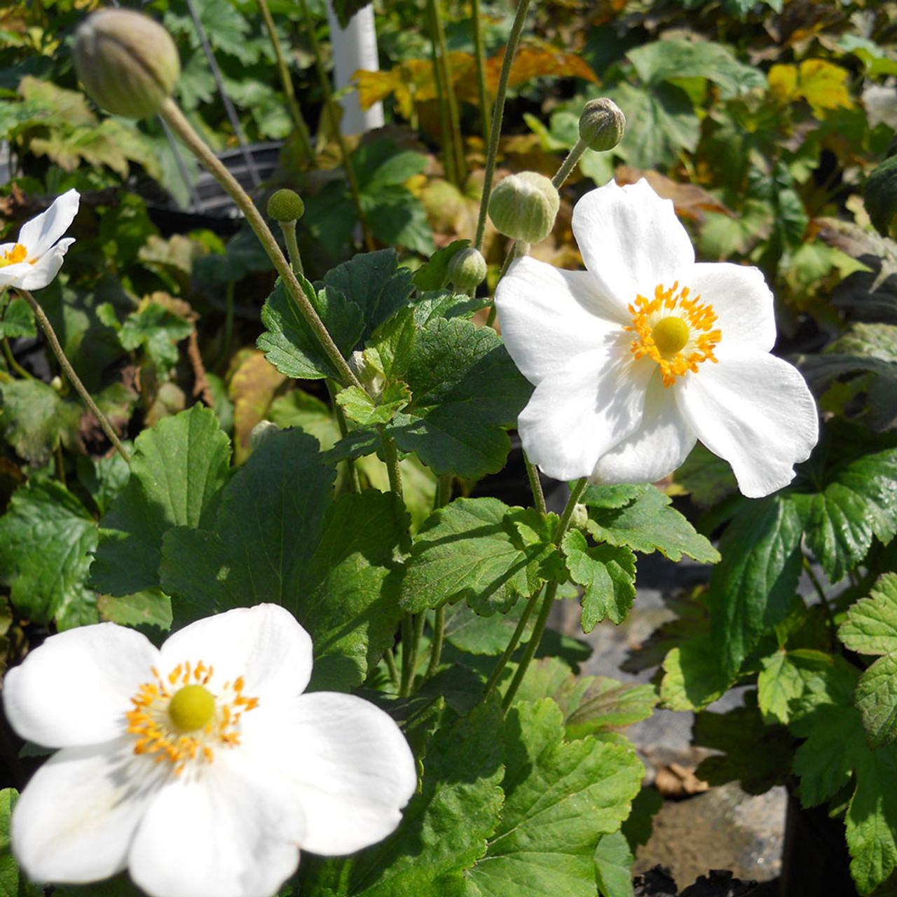 Anemone X Hybrida Honorine Jobert - View 9 from www redcrocus com