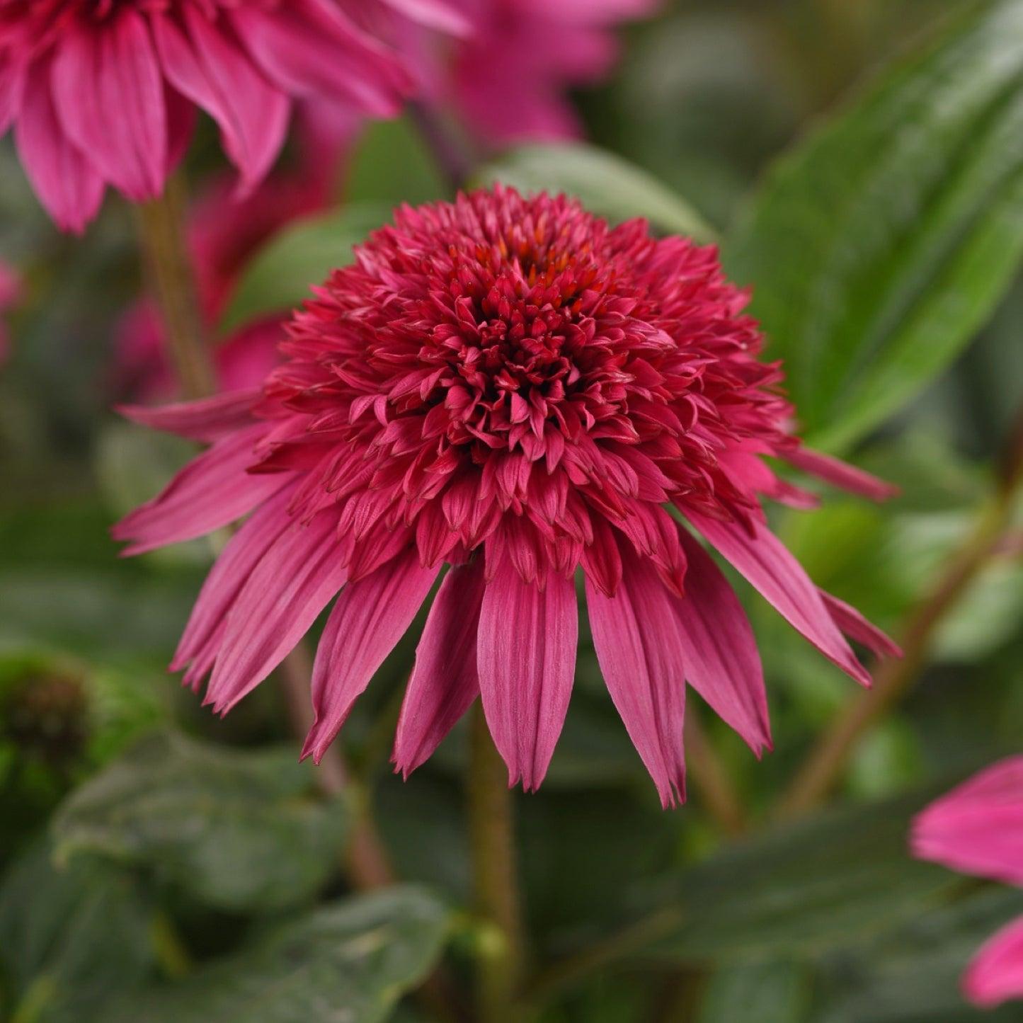 Echinacea X Purpurea 'double Scoop Raspberry' - View 10 from www redcrocus com