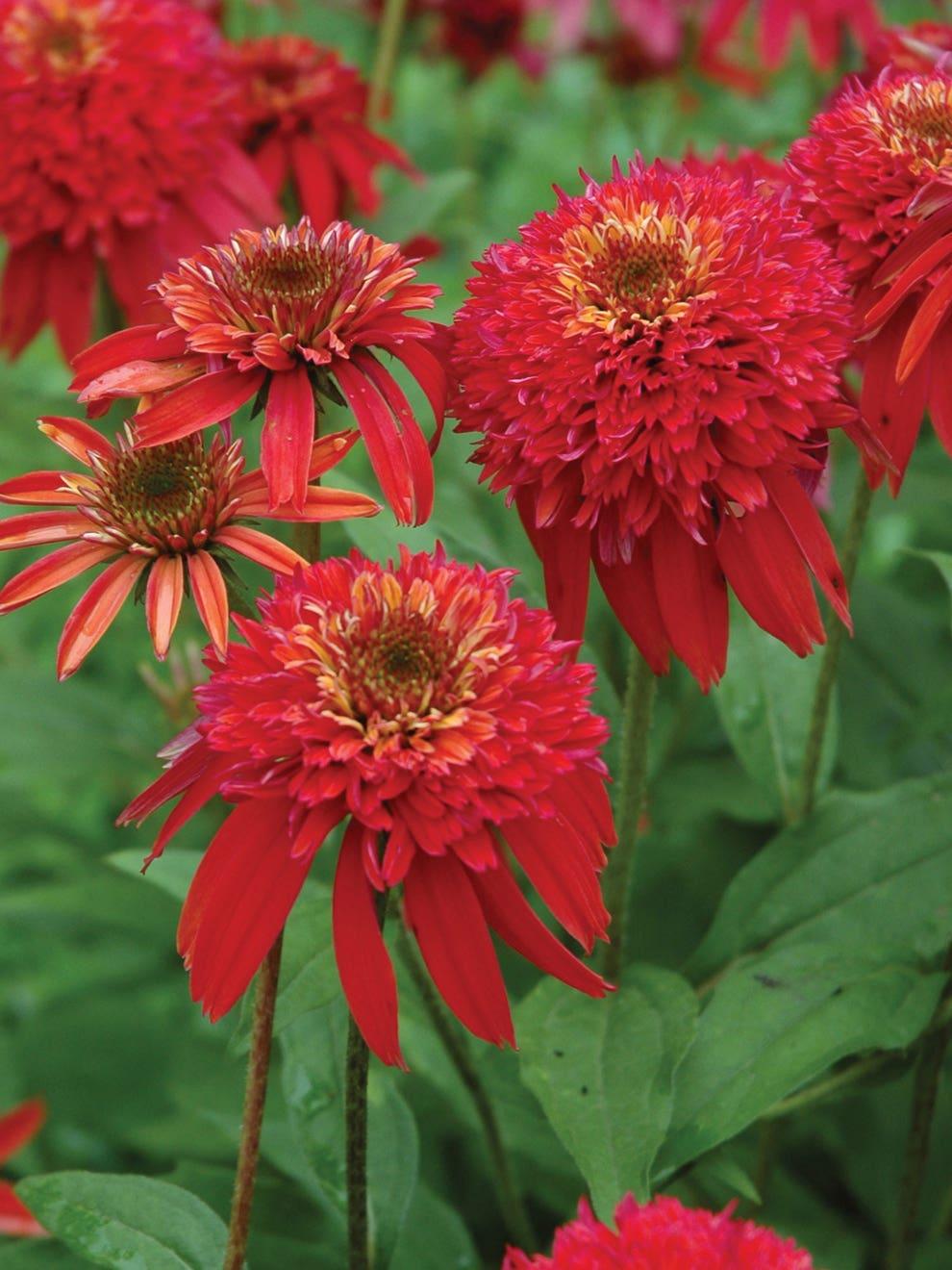 Echinacea X Purpurea 'double Scoop Raspberry' - View 11 from www redcrocus com