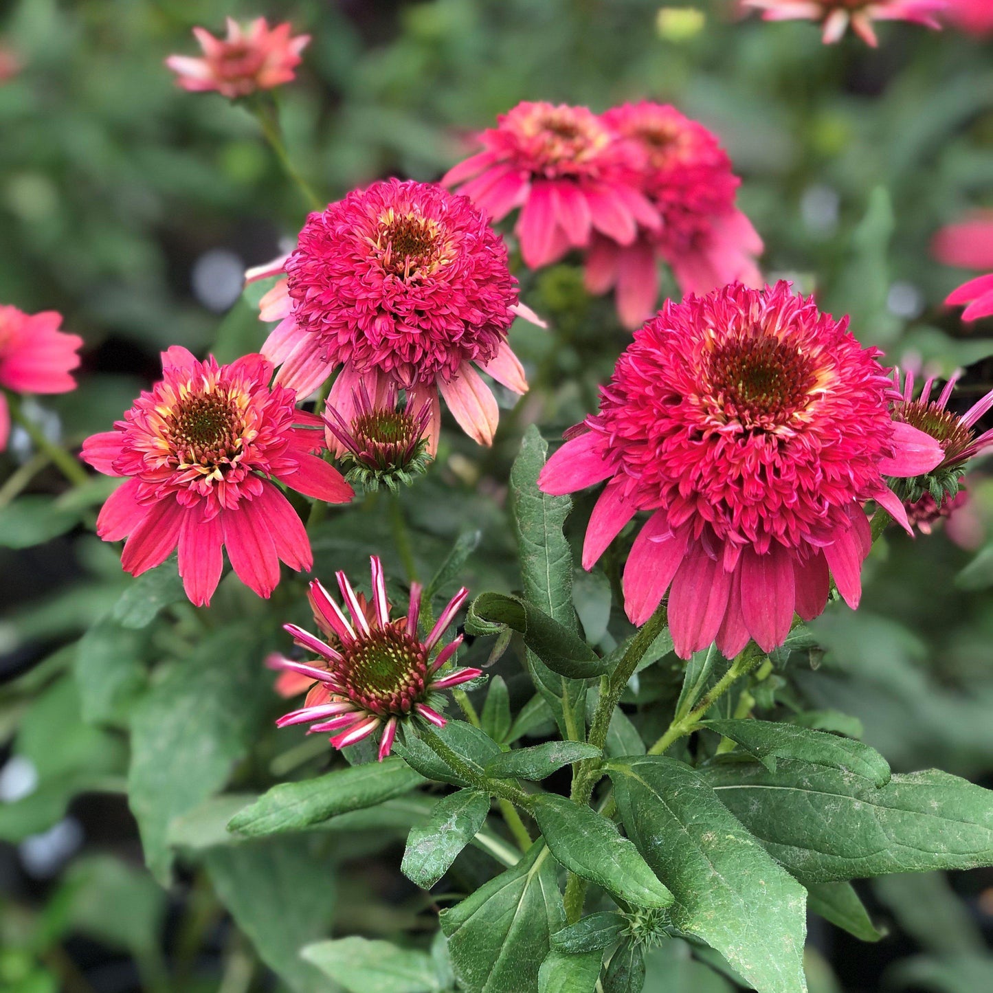 Echinacea X Purpurea 'double Scoop Raspberry' - View 14 from www redcrocus com