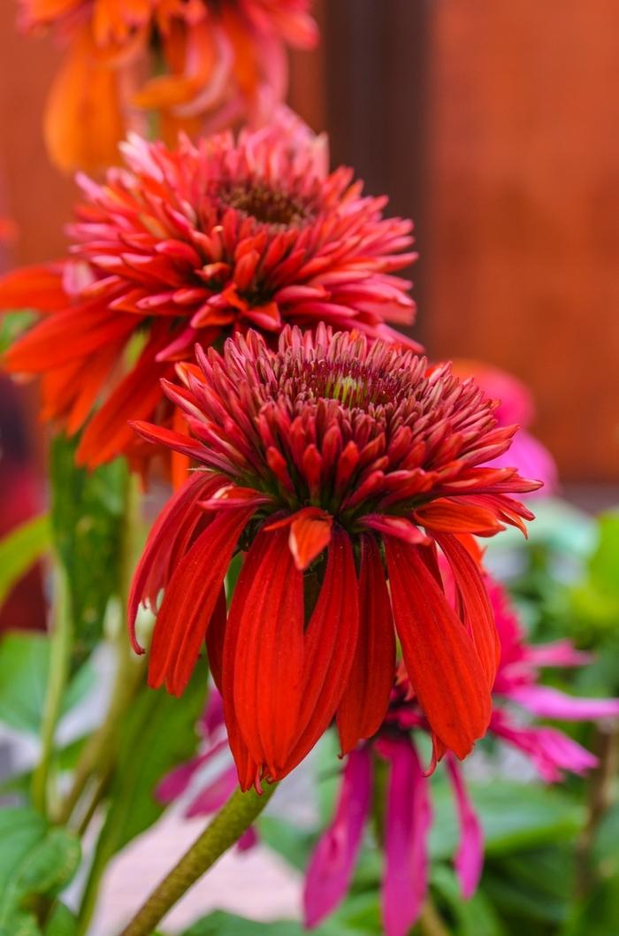 Echinacea X Purpurea 'double Scoop Raspberry' - View 15 from www redcrocus com