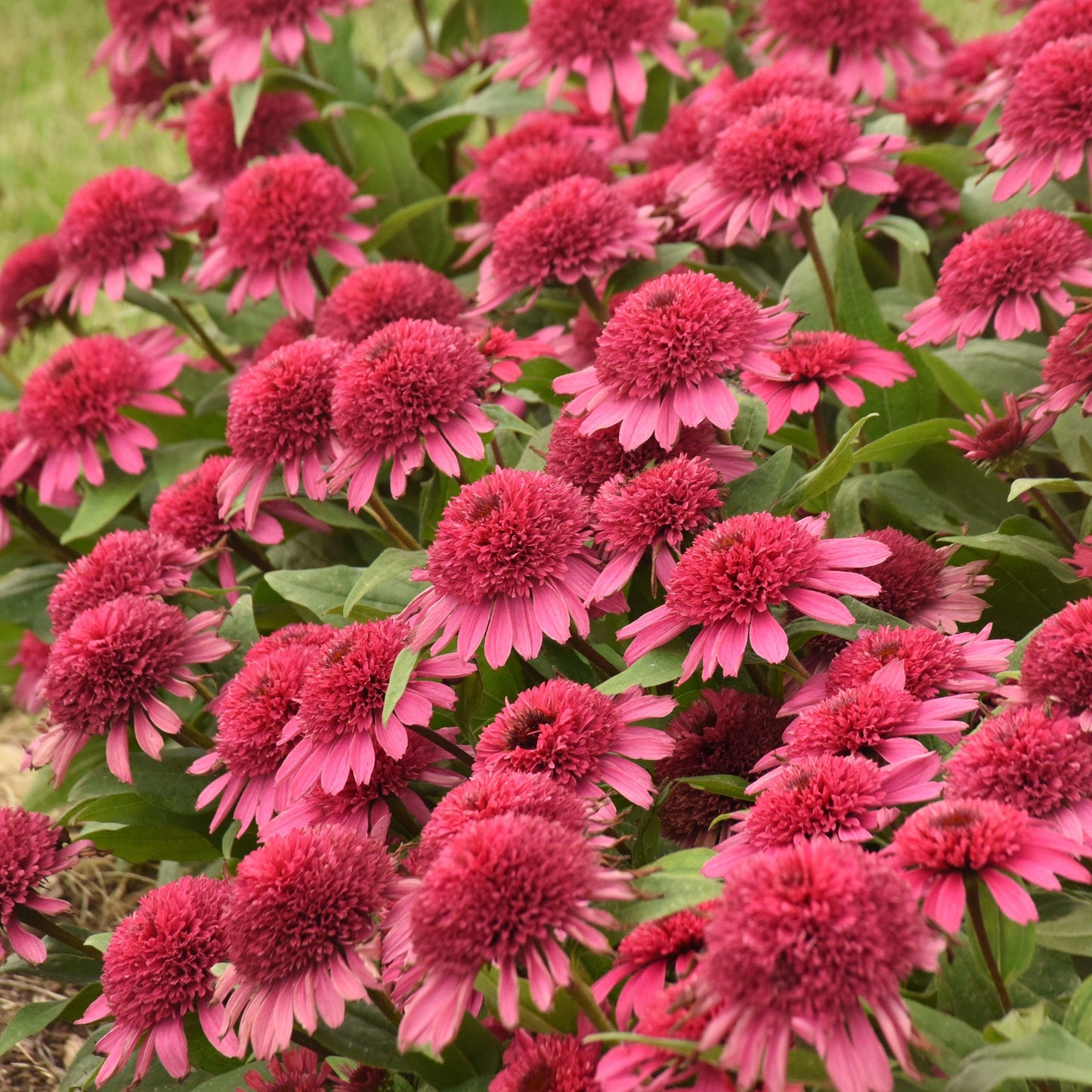 Echinacea X Purpurea 'double Scoop Raspberry' - View 16 from www redcrocus com