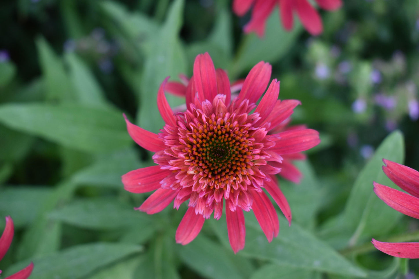 Echinacea X Purpurea 'double Scoop Raspberry' - View 17 from www redcrocus com