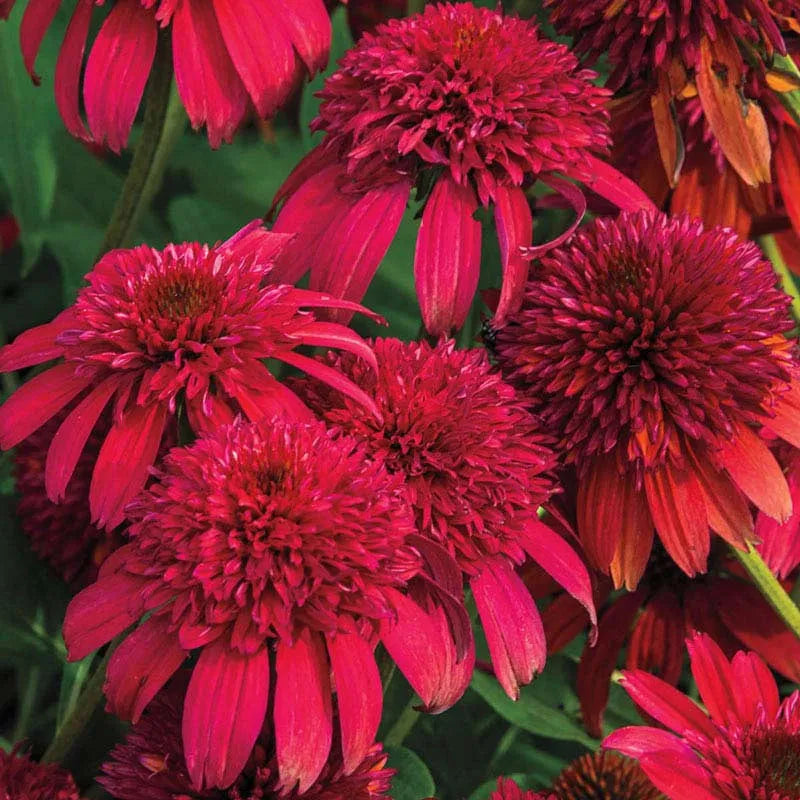 Echinacea X Purpurea 'double Scoop Raspberry' - View 18 from www redcrocus com
