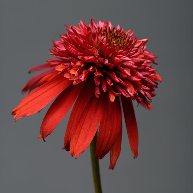 Echinacea X Purpurea 'double Scoop Raspberry' - View 19 from www redcrocus com