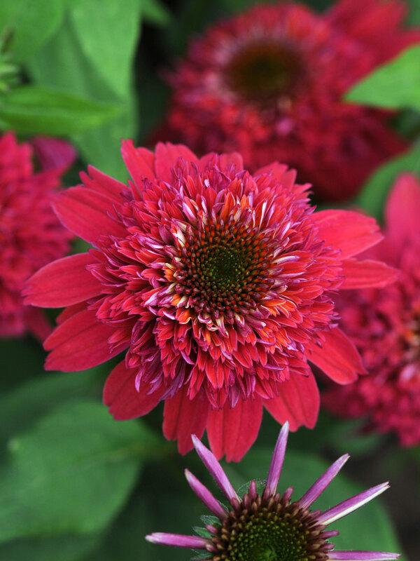 Echinacea X Purpurea 'double Scoop Raspberry' - View 1 from www redcrocus com