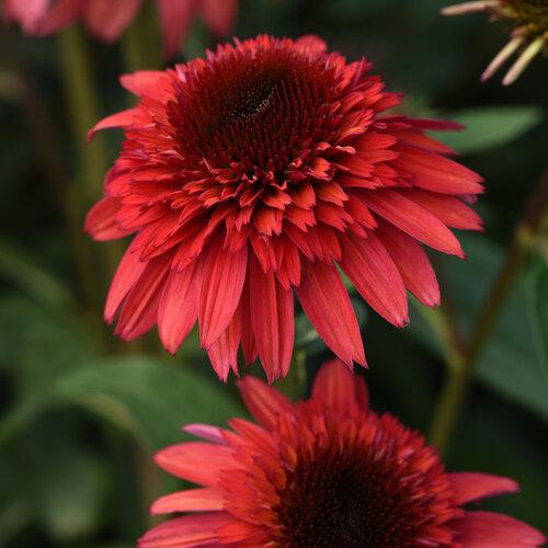 Echinacea X Purpurea 'double Scoop Raspberry' - View 2 from www redcrocus com