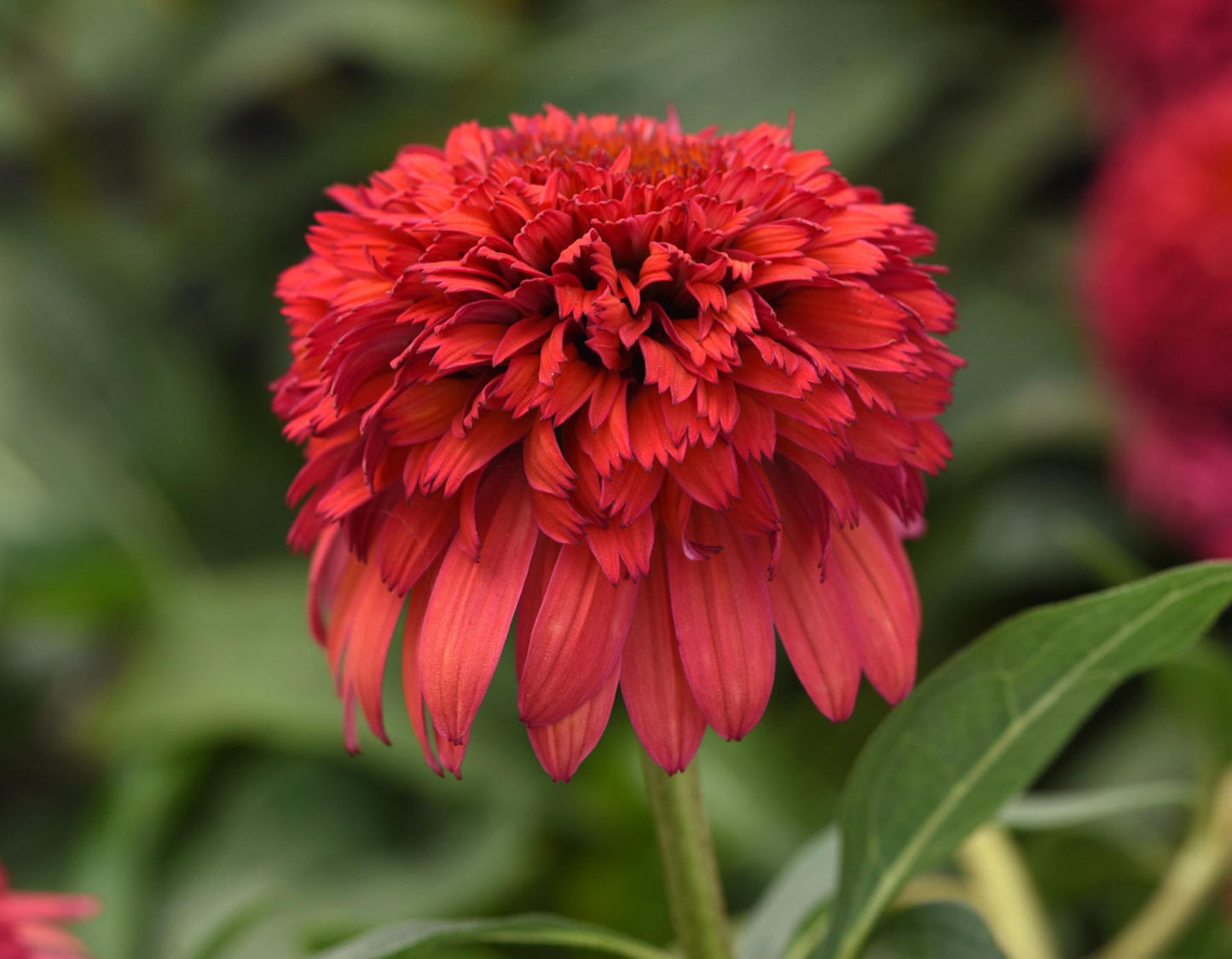 Echinacea X Purpurea 'double Scoop Raspberry' - View 3 from www redcrocus com