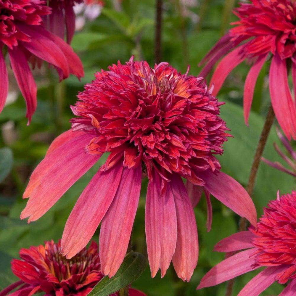 Echinacea X Purpurea 'double Scoop Raspberry' - View 5 from www redcrocus com