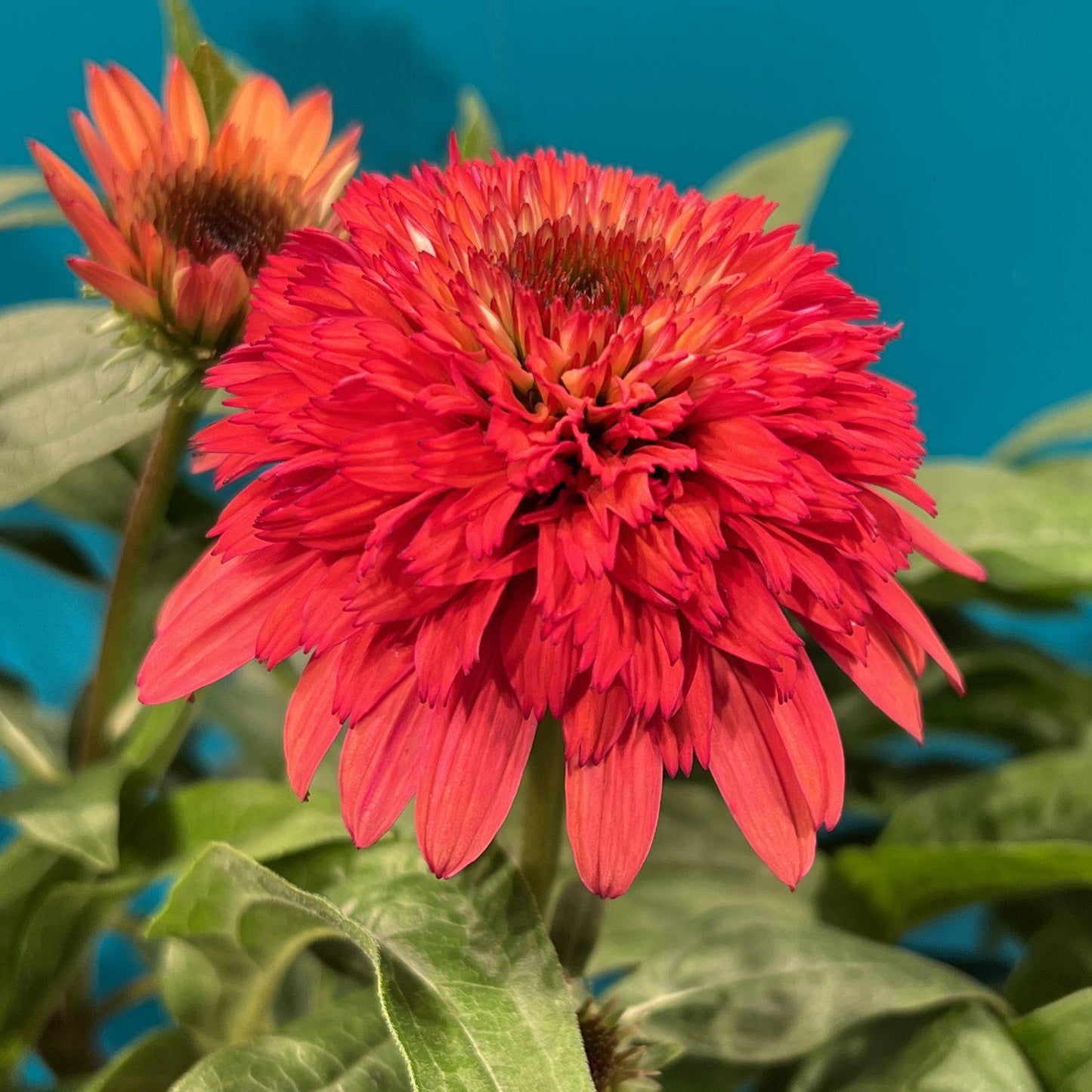 Echinacea X Purpurea 'double Scoop Raspberry' - View 6 from www redcrocus com