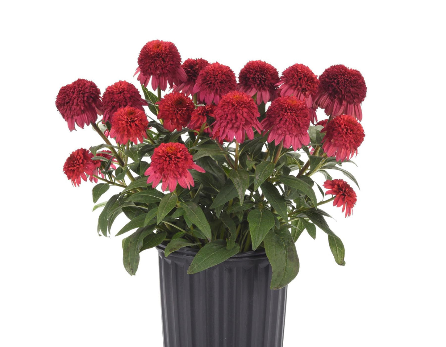 Echinacea X Purpurea 'double Scoop Raspberry' - View 7 from www redcrocus com