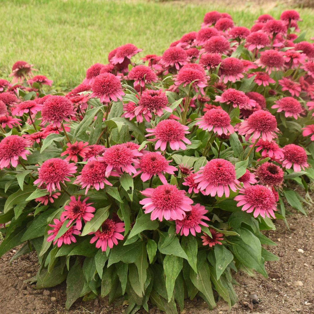 Echinacea X Purpurea 'double Scoop Raspberry' - View 8 from www redcrocus com
