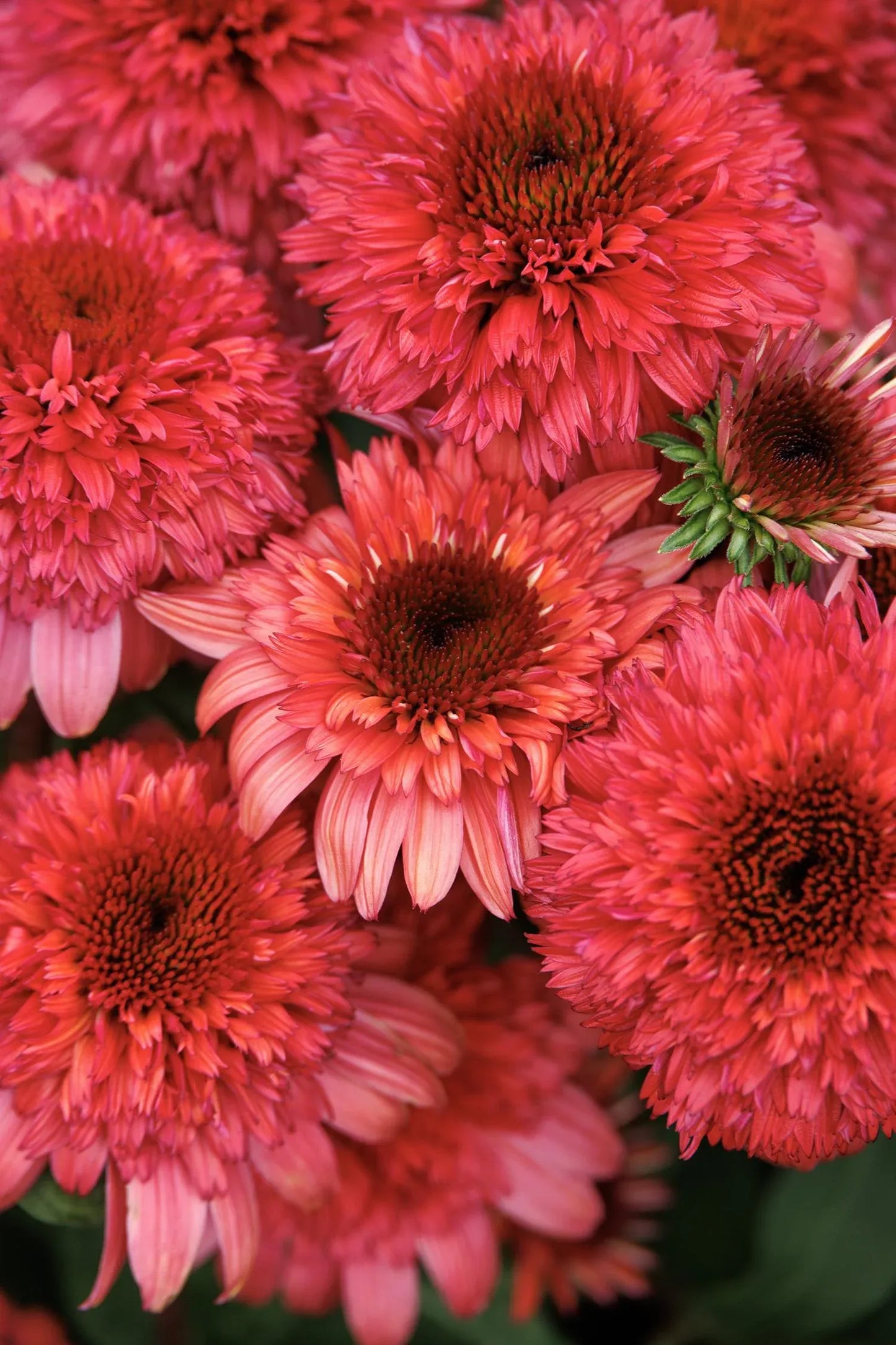 Echinacea X Purpurea 'double Scoop Raspberry' - View 9 from www redcrocus com