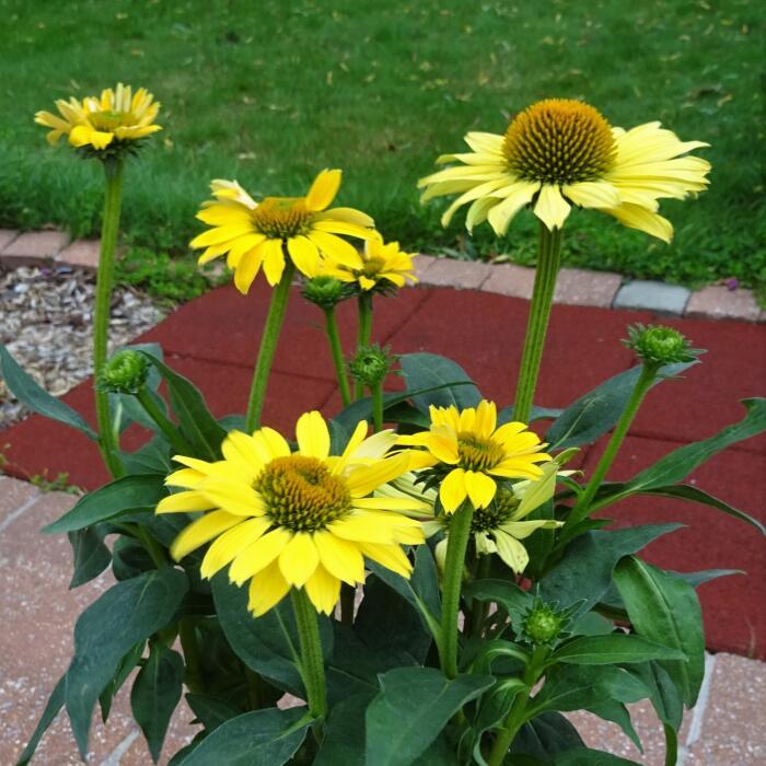 Echinacea X Purpurea Sombrero Lemon Yellow - View 10 from www redcrocus com