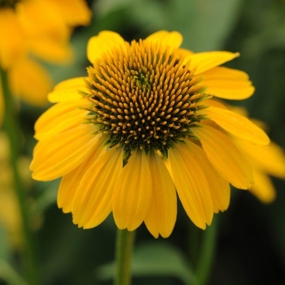 Echinacea X Purpurea Sombrero Lemon Yellow - View 11 from www redcrocus com