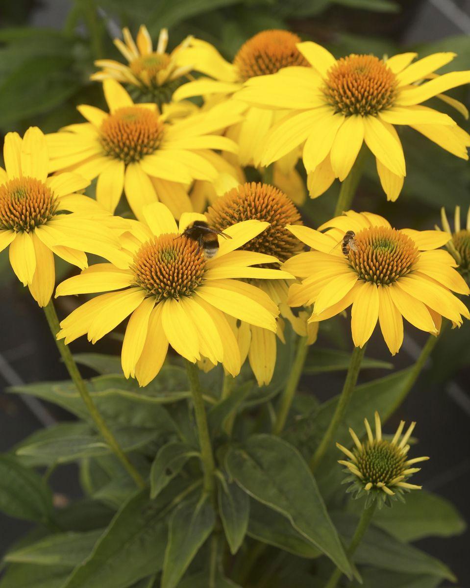 Echinacea X Purpurea Sombrero Lemon Yellow - View 12 from www redcrocus com