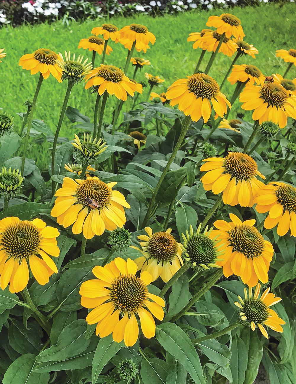 Echinacea X Purpurea Sombrero Lemon Yellow - View 13 from www redcrocus com