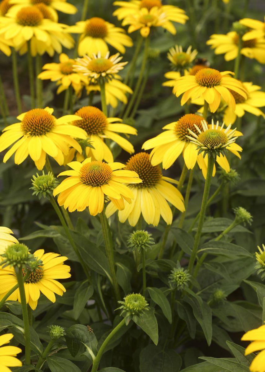 Echinacea X Purpurea Sombrero Lemon Yellow - View 14 from www redcrocus com
