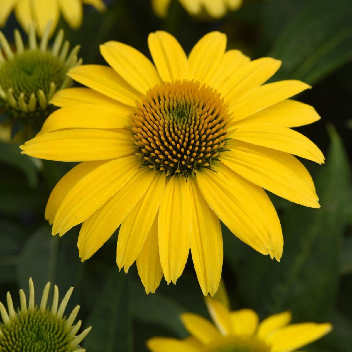 Echinacea X Purpurea Sombrero Lemon Yellow - View 15 from www redcrocus com
