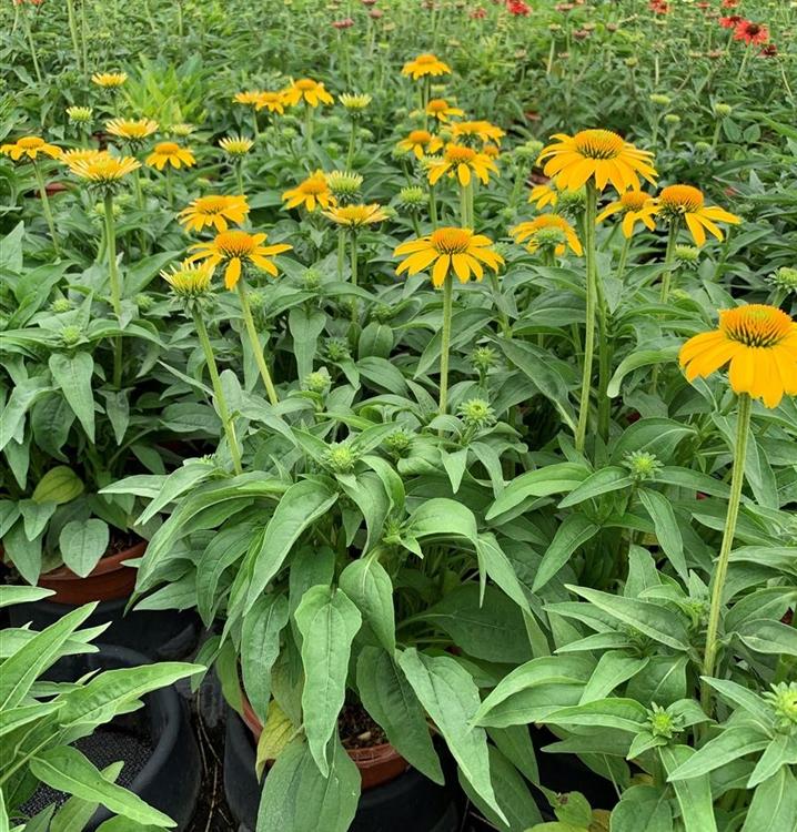 Echinacea X Purpurea Sombrero Lemon Yellow - View 16 from www redcrocus com