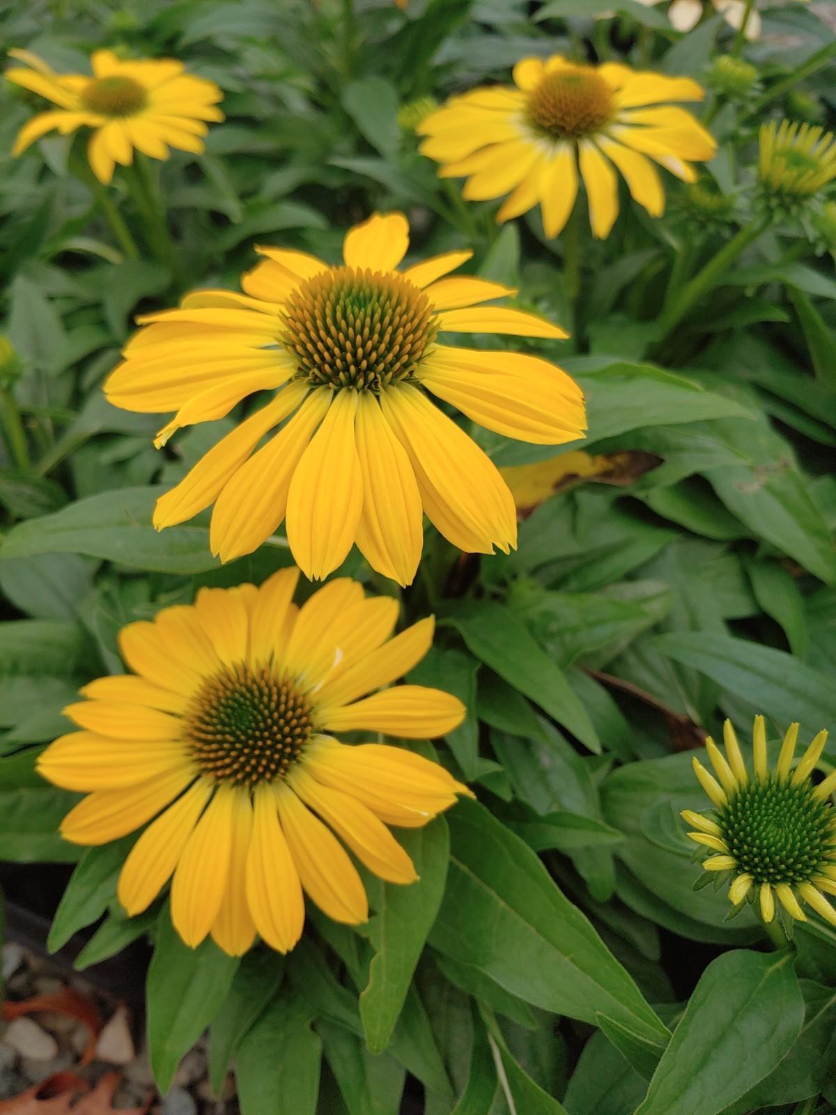 Echinacea X Purpurea Sombrero Lemon Yellow - View 17 from www redcrocus com