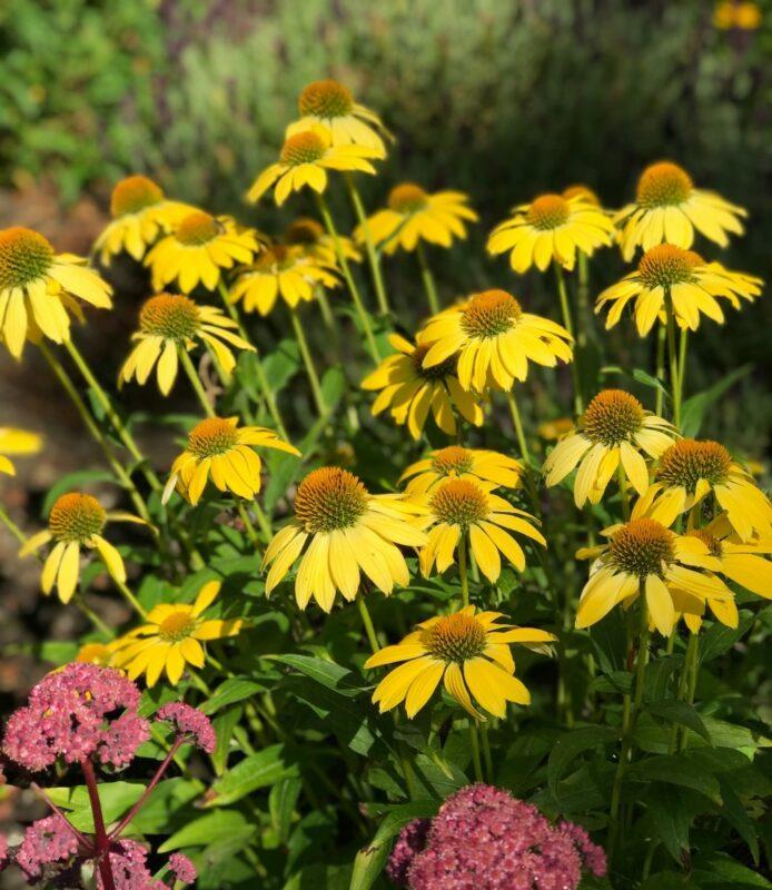 Echinacea X Purpurea Sombrero Lemon Yellow - View 18 from www redcrocus com