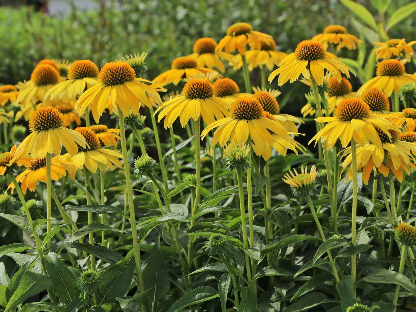 Echinacea X Purpurea Sombrero Lemon Yellow - View 19 from www redcrocus com