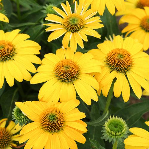 Echinacea X Purpurea Sombrero Lemon Yellow - View 20 from www redcrocus com