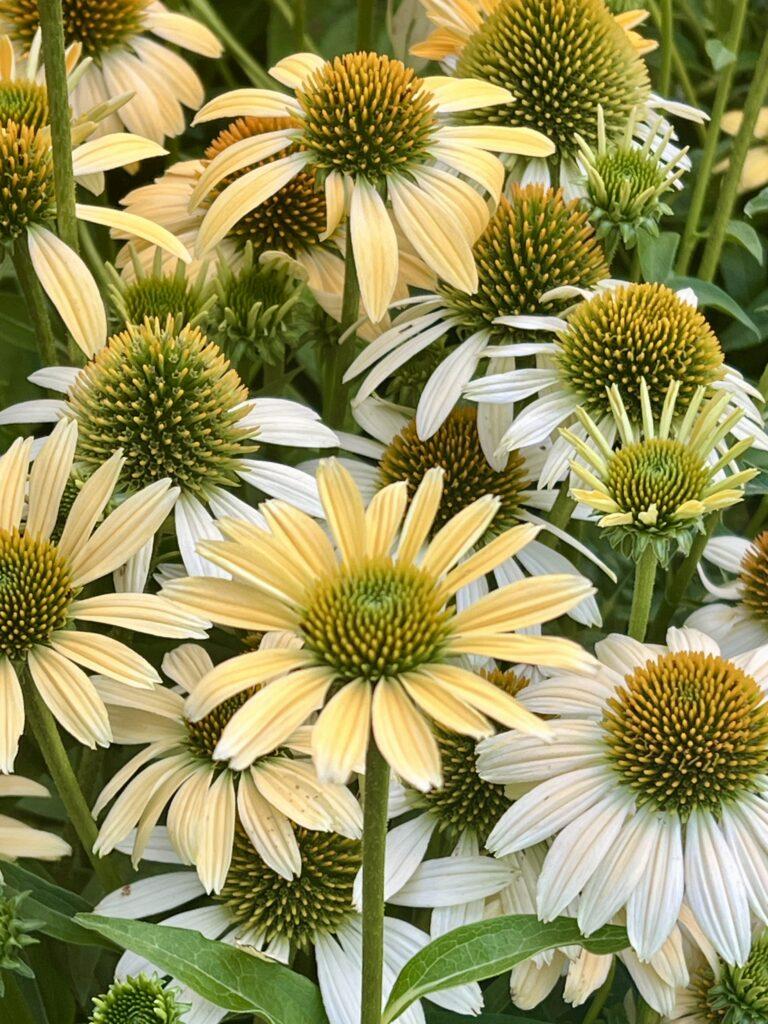 Echinacea X Purpurea Sombrero Lemon Yellow - View 3 from www redcrocus com