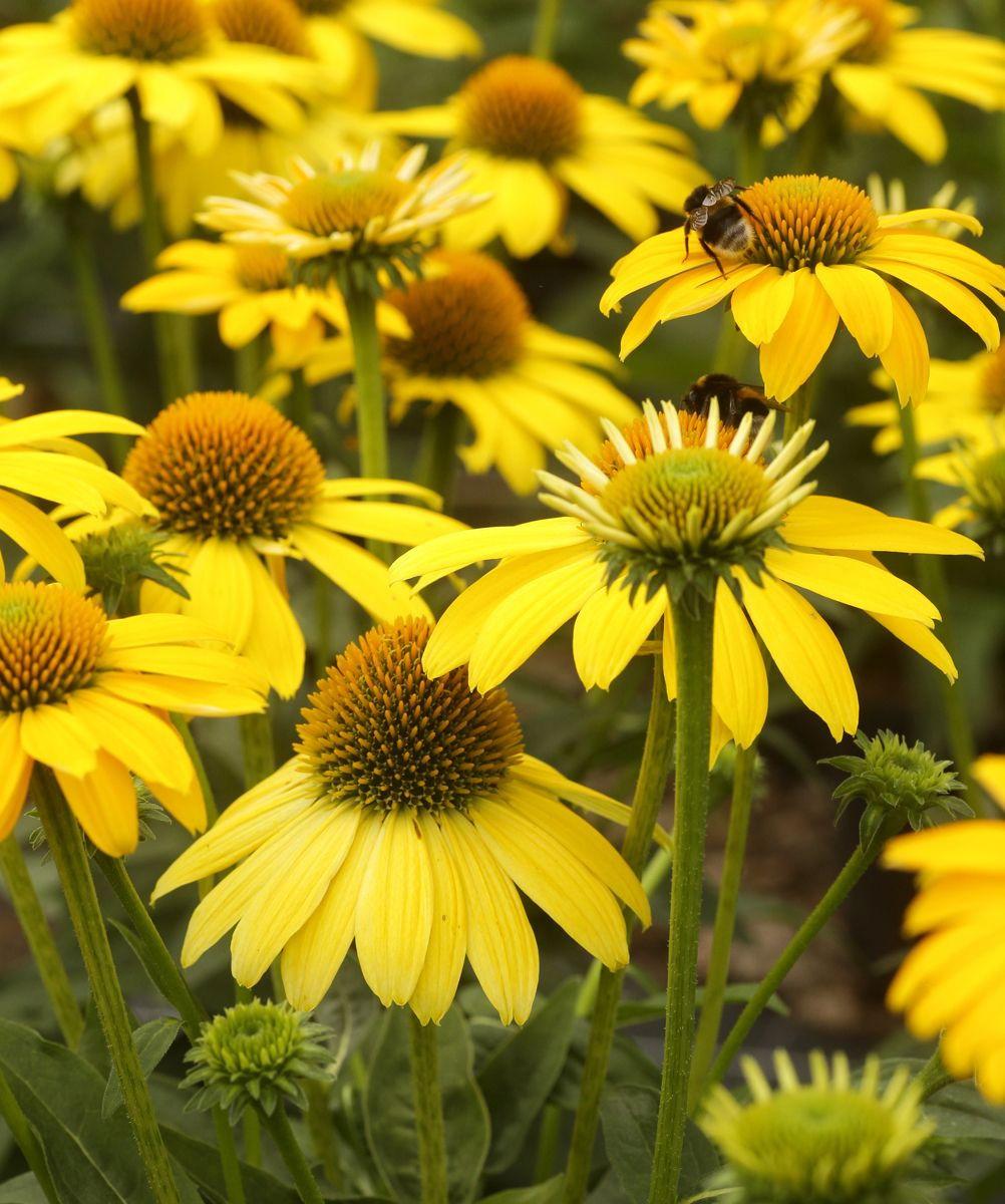 Echinacea X Purpurea Sombrero Lemon Yellow - View 4 from www redcrocus com