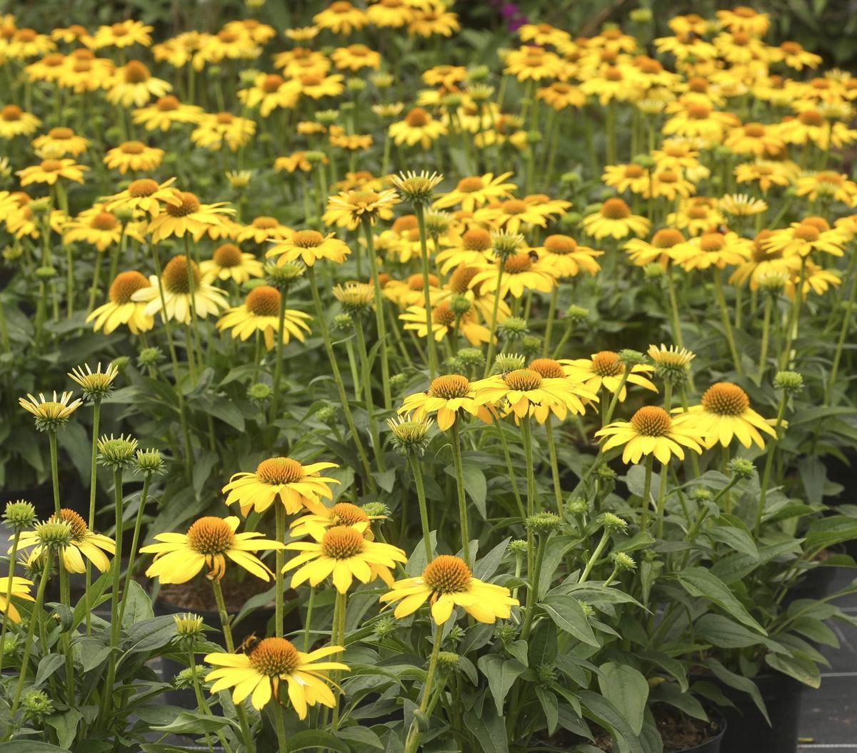 Echinacea X Purpurea Sombrero Lemon Yellow - View 5 from www redcrocus com