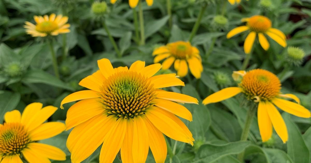 Echinacea X Purpurea Sombrero Lemon Yellow - View 6 from www redcrocus com