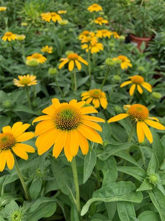 Echinacea X Purpurea Sombrero Lemon Yellow - View 7 from www redcrocus com