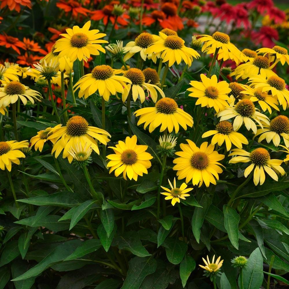 Echinacea X Purpurea Sombrero Lemon Yellow - View 8 from www redcrocus com