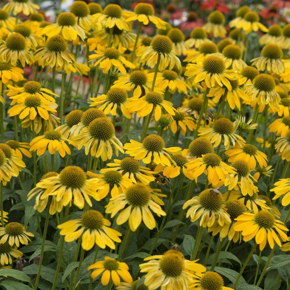 Echinacea X Purpurea Sombrero Lemon Yellow - View 9 from www redcrocus com