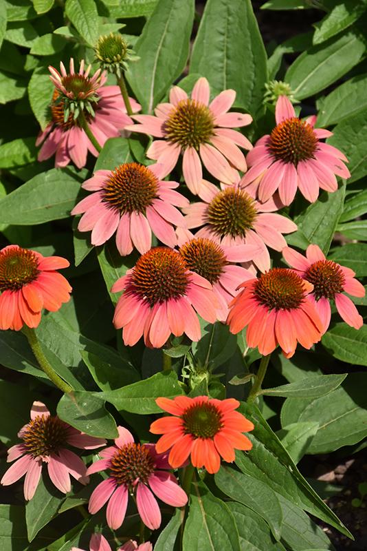 Echinacea X Purpurea Sombrero Poco Hot Coral - View 10 from www redcrocus com