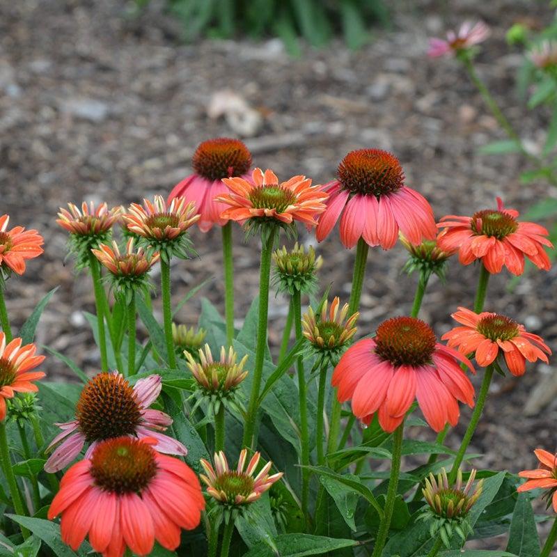 Echinacea X Purpurea Sombrero Poco Hot Coral - View 11 from www redcrocus com