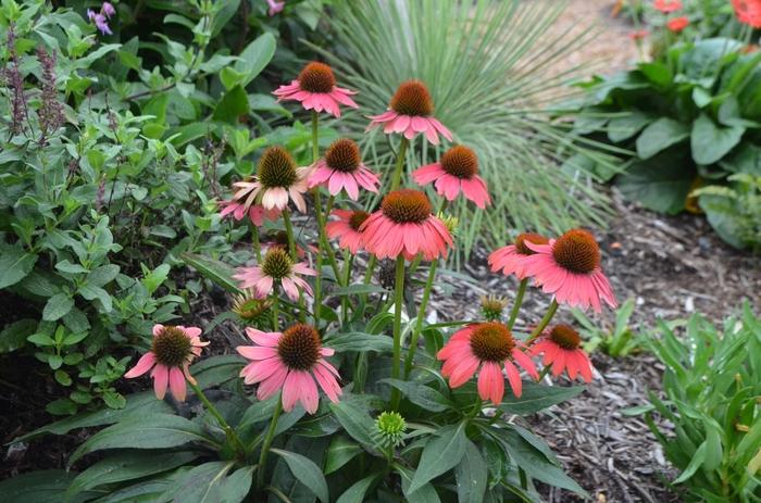 Echinacea X Purpurea Sombrero Poco Hot Coral - View 12 from www redcrocus com