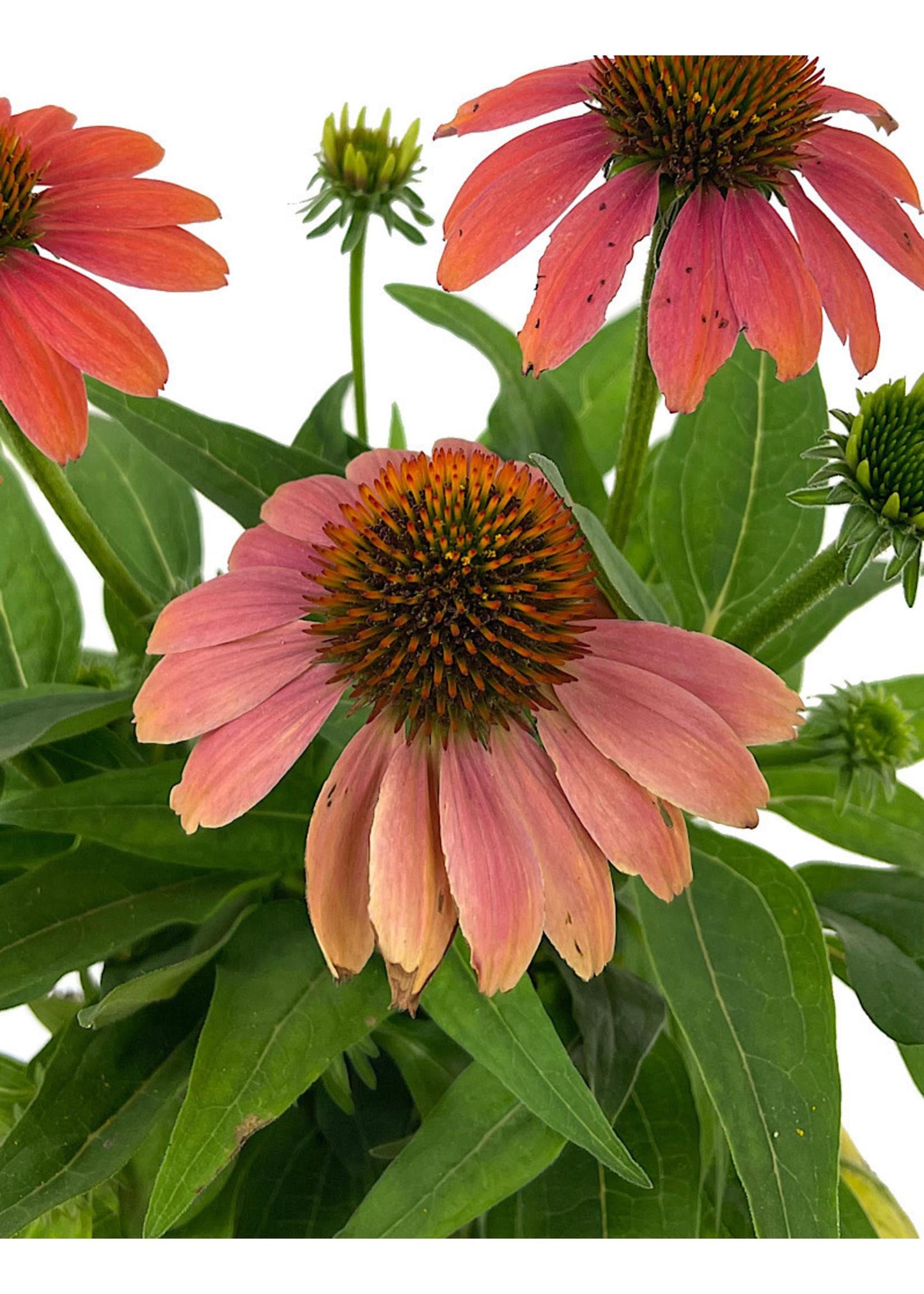 Echinacea X Purpurea Sombrero Poco Hot Coral - View 13 from www redcrocus com