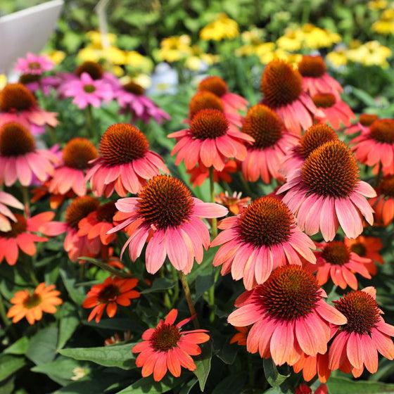 Echinacea X Purpurea Sombrero Poco Hot Coral - View 14 from www redcrocus com