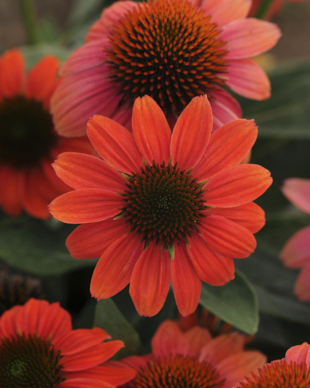 Echinacea X Purpurea Sombrero Poco Hot Coral - View 15 from www redcrocus com